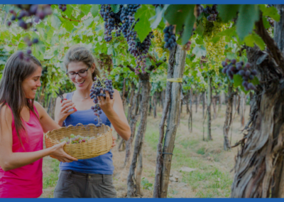 Plan Brinda Argentina: marketing del turismo del vino