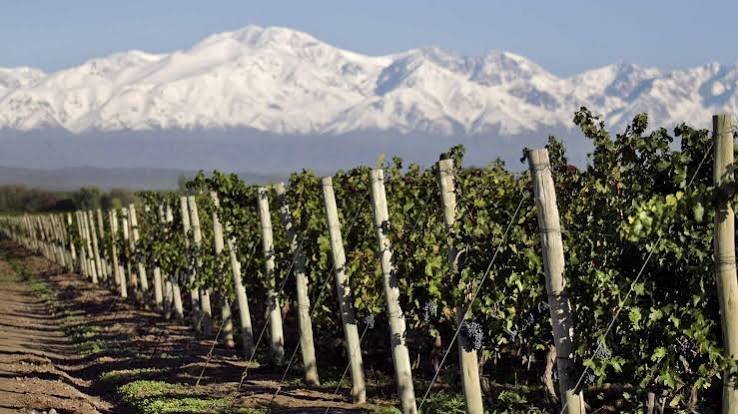Observatorio del Turismo del Vino