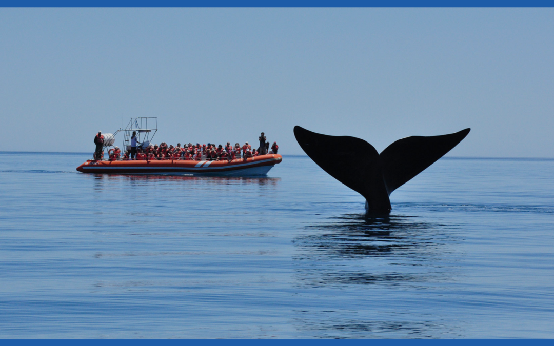 Impacto Económico del Turismo en Puerto Madryn